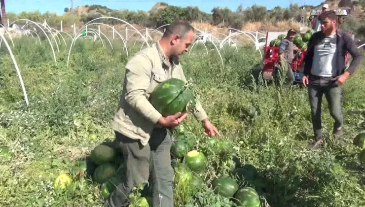 Aydın’da Karpuz Üreticileri Fiyatlardan Memnun Değil