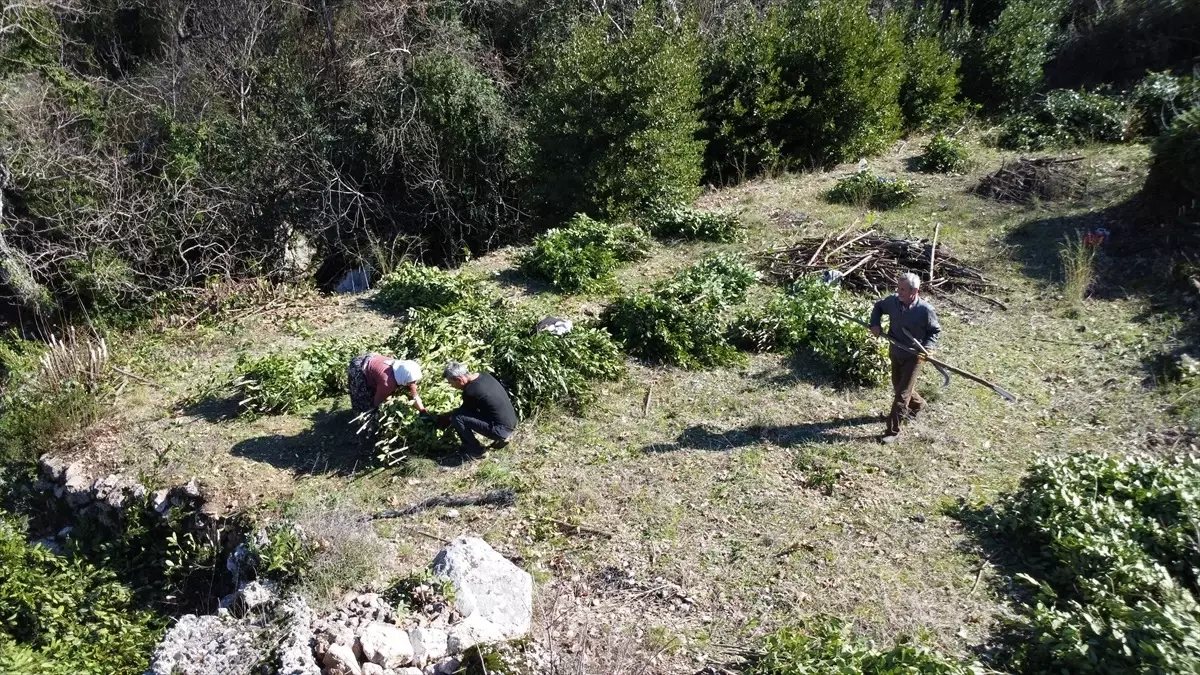 Defne Yaprağı İhracatı Geçim Kaynağı